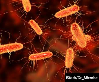 Escherichia coli bacterium 3D illustration.